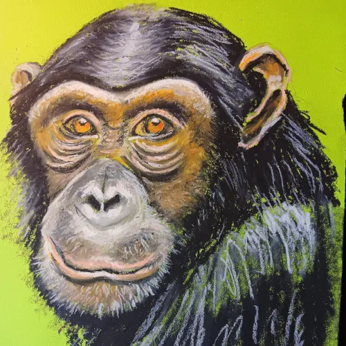 Preview of Chimpanzé