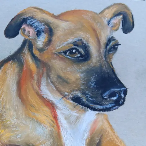 Preview of Cão Laranja