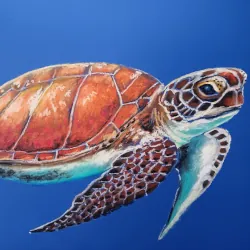 Preview of Tartaruga-marinha