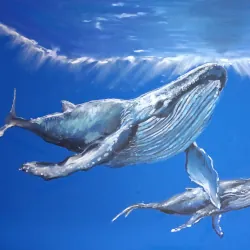 Preview of Baleia-azul