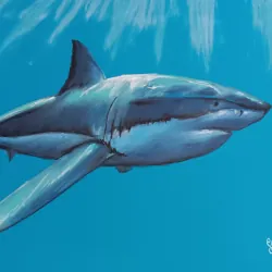 Preview of Tubarão-branco